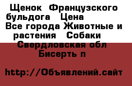 Щенок  Французского бульдога › Цена ­ 35 000 - Все города Животные и растения » Собаки   . Свердловская обл.,Бисерть п.